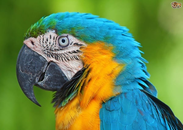 سجل حضورك بصورة طائر - صفحة 51 Colorful-parrot-species_2521_4_1591422104