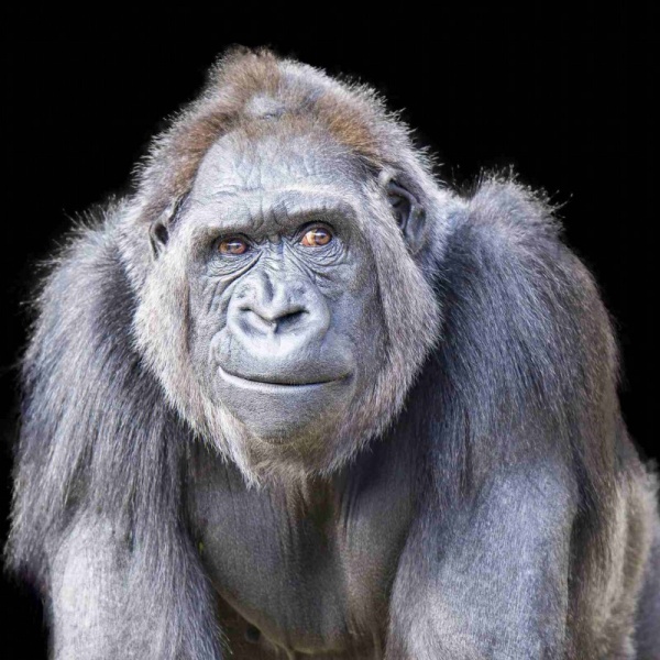  بصورة حيوانك المفضل  - صفحة 52 Facts-primates_2601_3_1610309671